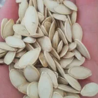 تخم کدو تازه درجه یک کاشت امسال