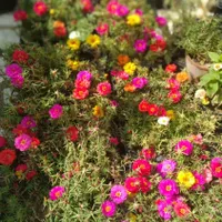 گل‌نازآفتابی،سبدی‌|گل و گیاه طبیعی|رشت, دخانیات|دیوار