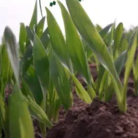 اجاره-زمین-کشاورزی-3-هکتار