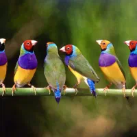 فنچ|پرنده|اسفراین, |دیوار