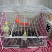 جفت‌عروس هلندی