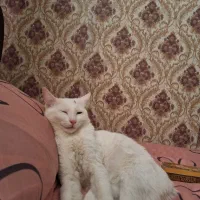 واگزاری گربه