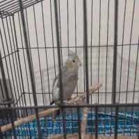 پرنده عروس هلندی|پرنده|کرج, گلدشت|دیوار