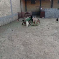 بز کهره