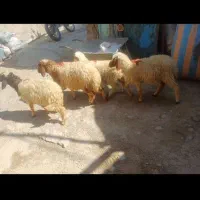 بره|حیوانات مزرعه|ایوان, |دیوار