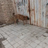 سگ خراسانی|سگ|نیشابور, شهرک رضوی|دیوار