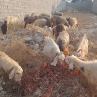 میش