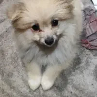 سگ پامر خرسی عروسکی ماده