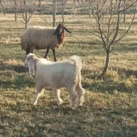 بزغاله نر|حیوانات مزرعه|سیلوانه, |دیوار