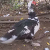 فروش اردک اسراییلی نر درشت وسنگین بالای چهار کیلو|حیوانات مزرعه|بابلسر, |دیوار