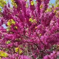 تولید انواع نهال زینتی برا خانه باغها