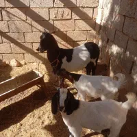 فروش دو عدد بزغاله نر وماده پاکستانی|حیوانات مزرعه|قائن, |دیوار