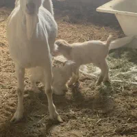 بز سانن اصل