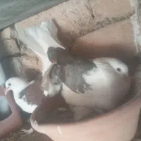 کفتر