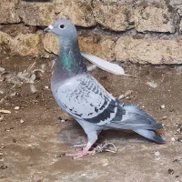 پلاکی ماده