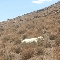 گوسفند بز آبستن سنگین|حیوانات مزرعه|گلزار, |دیوار