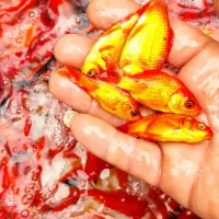 ماهی قرمز|ماهی|چالوس, |دیوار