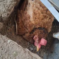 مرغ کرک یا کرچ