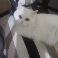 گربه پرشین چین چیلا ماده