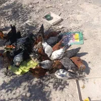 جوجه خونگی مرغ خروس|پرنده|مشهد, دهشک|دیوار