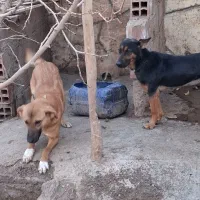 سگ نگهبان وگله