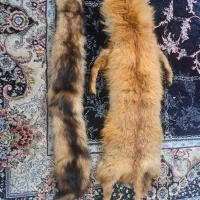 روباه دباغی شده|صنایع دستی و سایر لوازم تزئینی|باقرشهر, |دیوار