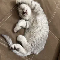گربه اسکاتیش نر