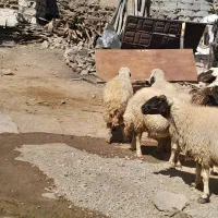 ۱۰عدد گوسفند شیره دار  پستان کرده. دوقلو زا|حیوانات مزرعه|ایلام, |دیوار