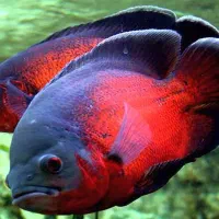 نیروی آقا جهت کار در مزرعه تولیدو پرورش ماهی زینتی