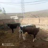 فروش ۳عدد کوساله ماده|حیوانات مزرعه|گرمی, |دیوار