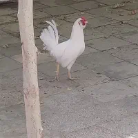 خروس معاوضه