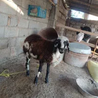 گوسفند ماده