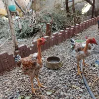 جوجه مرغ تخم گذار و گوشتی