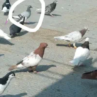 کبوتر پلاکی گم شده