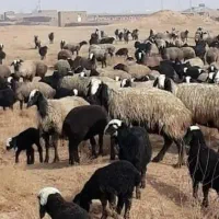 چـ.هار.صـ.ـد راس seroi  گوسفند seroi چندقــلــو.زا|حیوانات مزرعه|سیدان, |دیوار