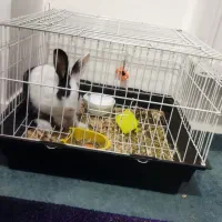 خرگوش|موش و خرگوش|گرگان, |دیوار