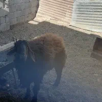 فروش بره و بزغاله کشتار