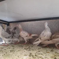 ۵عدد جوجه ۲پری هفرنگ خطی