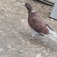 کفتر زاغ و سرخ|پرنده|قم, جوی شور|دیوار