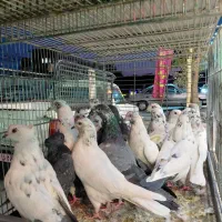 طوطی کبوتر و مرغ و خروس قربانی|پرنده|کرج, شهرک رضوانیه|دیوار