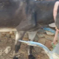 الاغ
