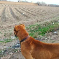 سگ. خراسانی اصیل از تولهای پلنگ خراسان