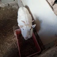 بز سانن|حیوانات مزرعه|پاکدشت, خاتون آباد|دیوار