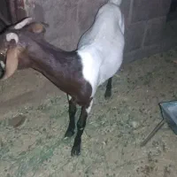 گوسفند گیسه رشتی و بره گیسه ابستن از قوچ هترو|حیوانات مزرعه|نرماشیر, |دیوار