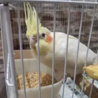 جفت مولد با قفس‌و‌جوجه|پرنده|شیراز, شهرک والفجر|دیوار