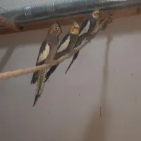 عروس هلندی معاوضه با مرغ و خروس|پرنده|جویبار, |دیوار