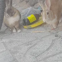 خرگوش