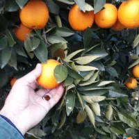 نارنگی ژاپنی بسیار شیرین|خوردنی و آشامیدنی|تهران, دکتر هوشیار|دیوار
