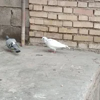 کبوتر|پرنده|دزفول, |دیوار