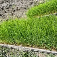 تیم نشا دستگاهی